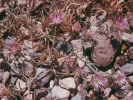 Centaurea sp.2
