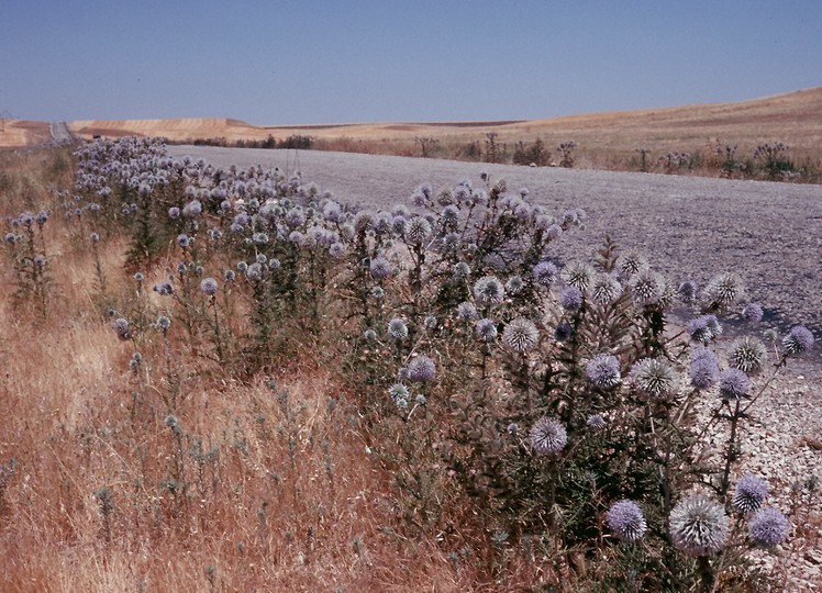 Echinops sp.