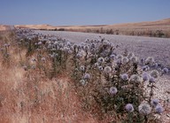 Echinops sp.