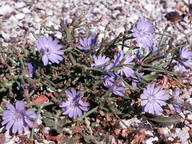 Cichorium intybus