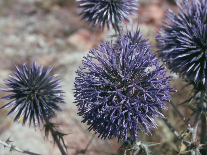 Echinops sp. 1