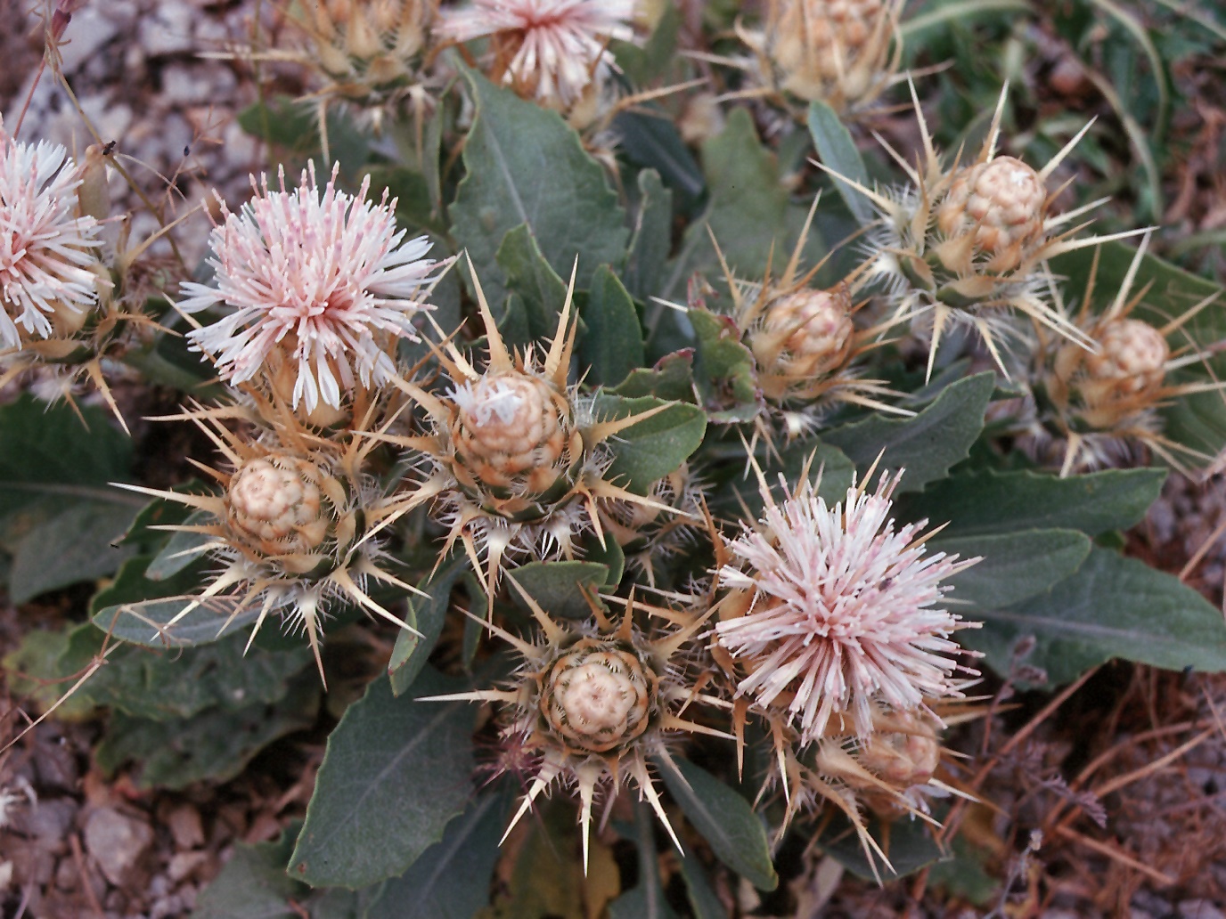 Centaurea sp.6