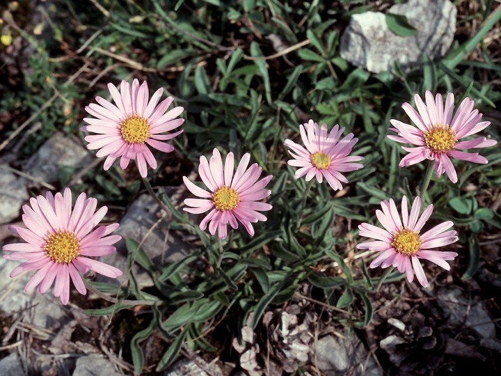 Aster alpinus