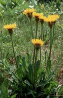 Hypochoeris uniflora