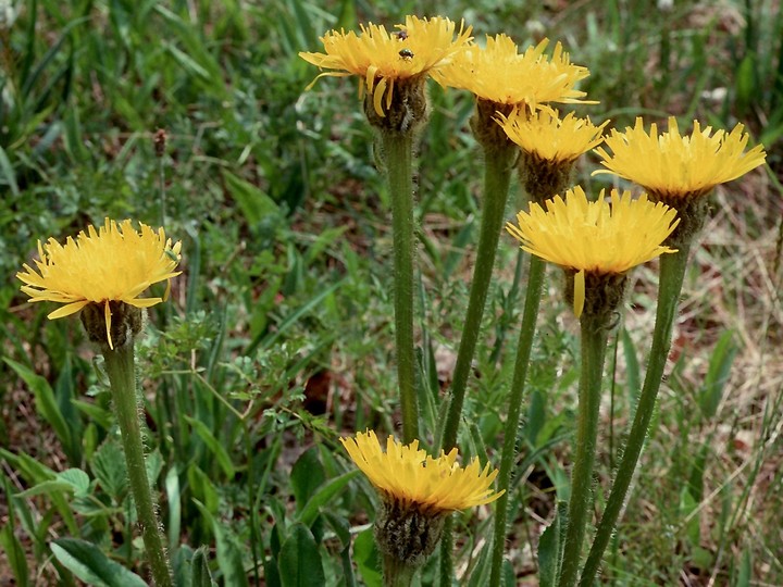 Hypochoeris uniflora