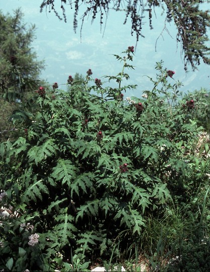 Cirsium montanum