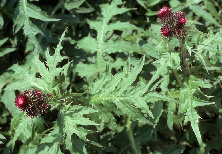 Cirsium montanum