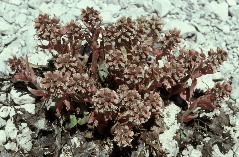 Petasites paradoxus