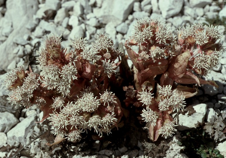 Petasites paradoxus