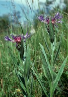 Centaurea montana