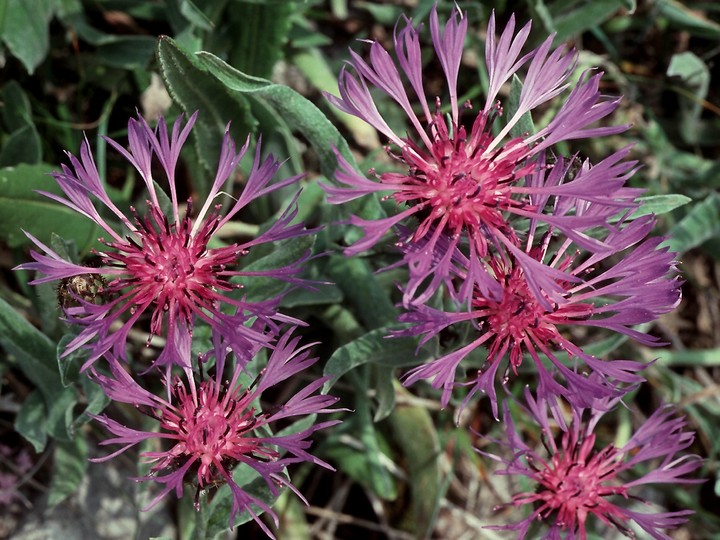 Centaurea montana