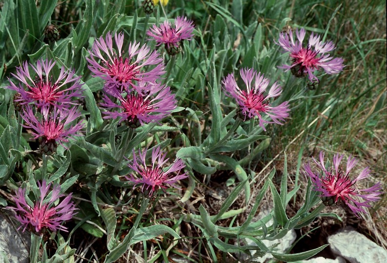 Centaurea montana