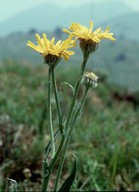 Senecio doronicum