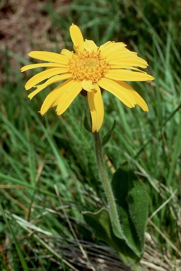 Arnica montana