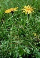 Arnica montana