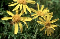 Arnica montana