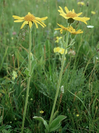 Arnica montana