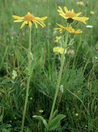 Arnica montana