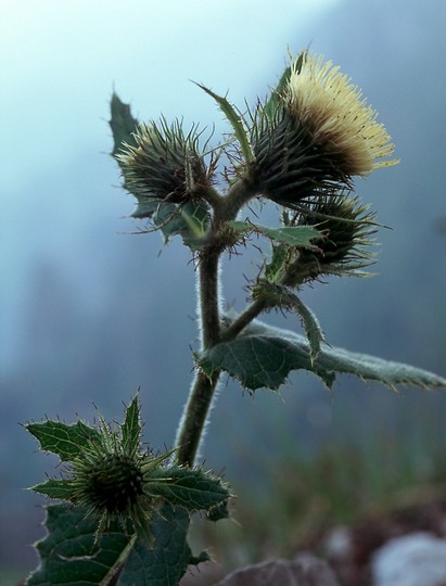 Cirsium carniolicum