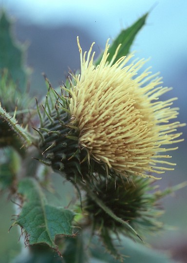 Cirsium carniolicum