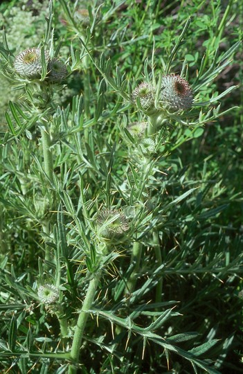 Cirsium eriophorum