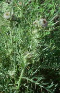 Cirsium eriophorum