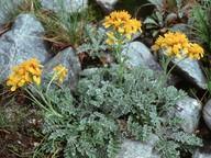 Senecio incanus