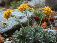 Senecio incanus