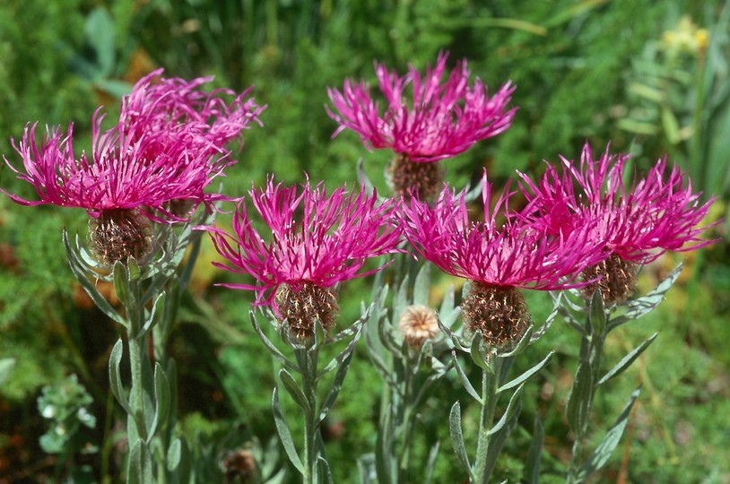 Centaurea uniflora?