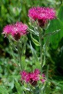 Centaurea uniflora?