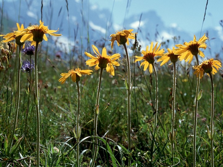 Arnica montana