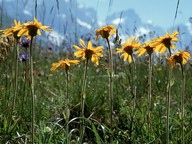 Arnica montana