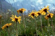 Arnica montana