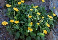 Doronicum grandiflorum