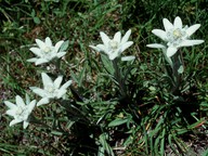 Leontopodium alpinum