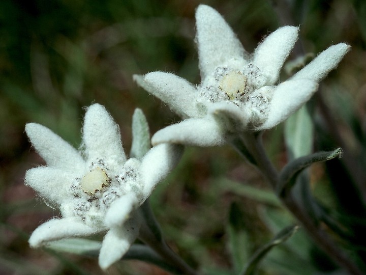 Leontopodium alpinum