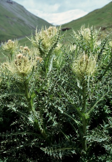 Cirsium spinosissimum