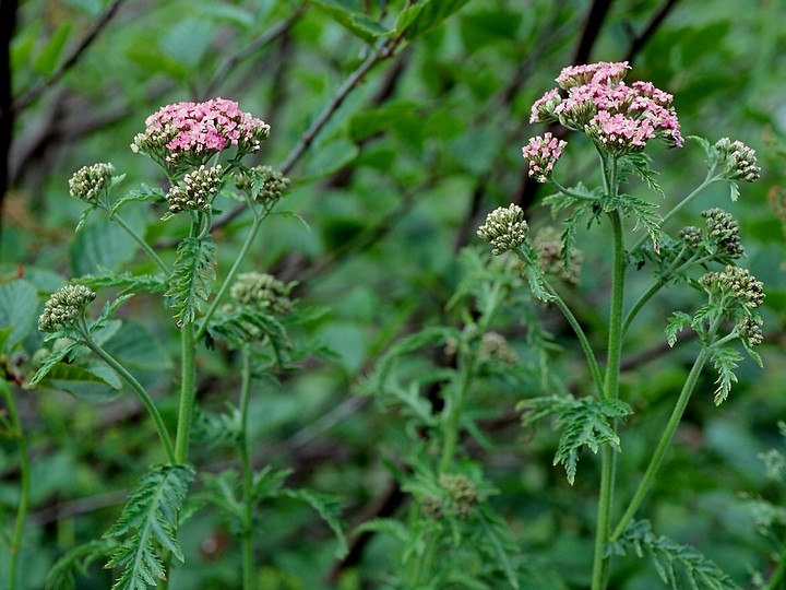 Achillea tanacetifolia