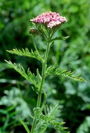 Achillea tanacetifolia