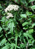 Achillea macrophylla