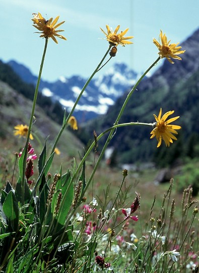 Senecio doronicum