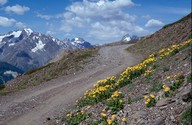 Doronicum grandiflorum