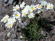 Leucanthemopsis alpinum
