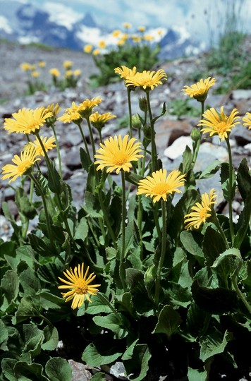 Doronicum grandiflorum