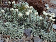 Antennaria dioica