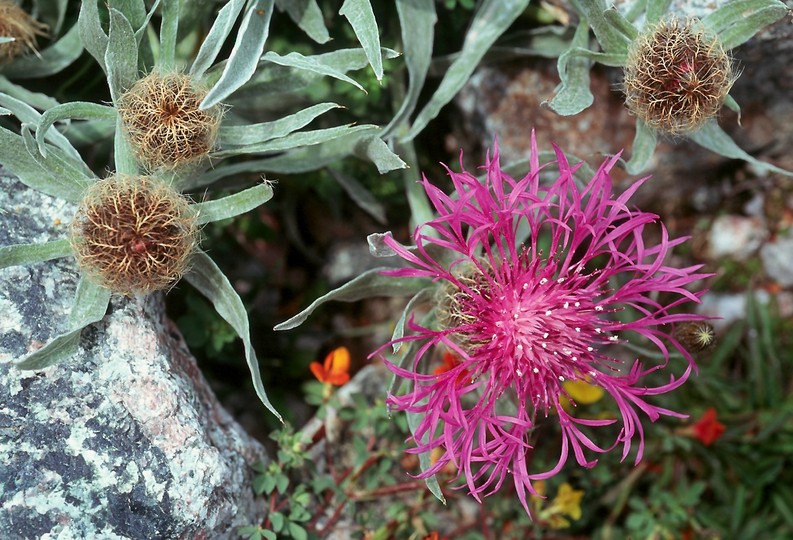 Centaurea uniflora