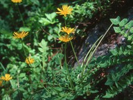 Aposeris foetida