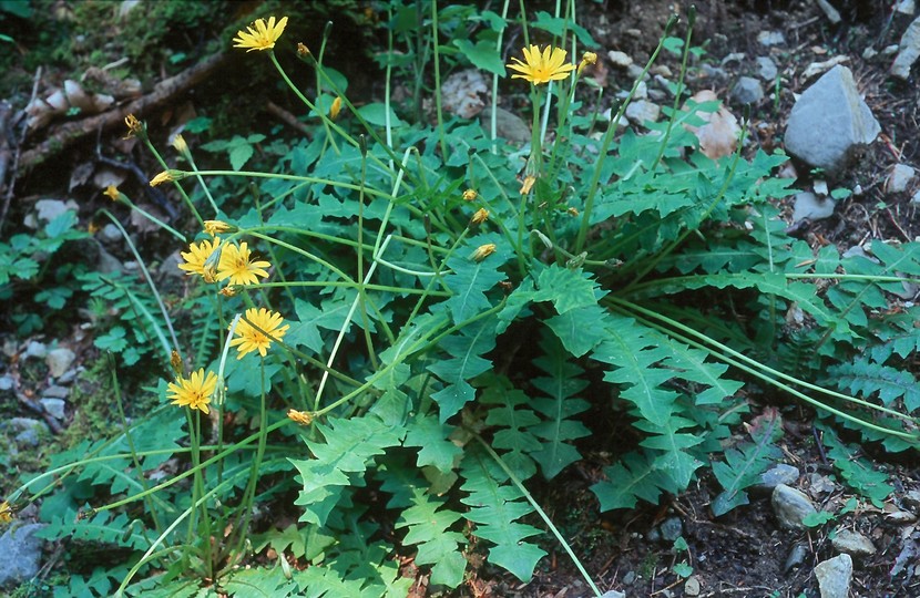 Aposeris foetida