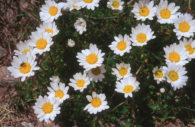 Leucanthemopsis alpinum