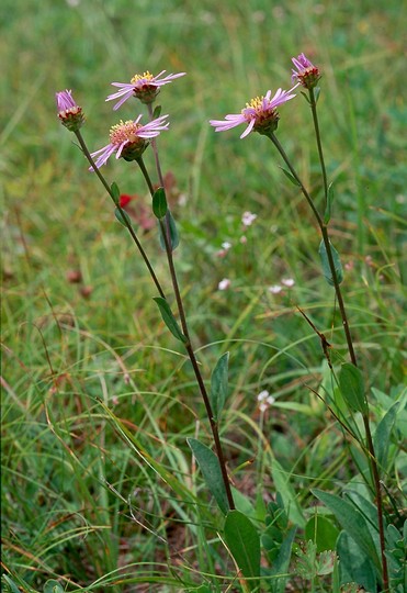 Aster amellus